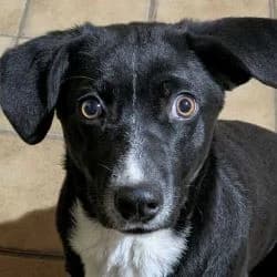 Frodo, male young Mixed Breed for adoption at Association Happy Together