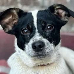 Mam Zelle Gazelle, female young mixed breed for adoption at Association Happy Together