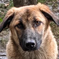 Bourgeon, male puppy Mixed Breed for adoption at Association Happy Together