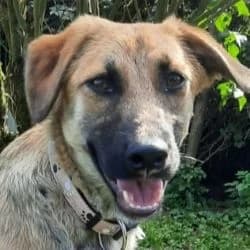 Coccinelle, female puppy mixed breed for adoption at Association Happy Together