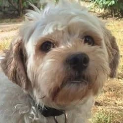 Noee, male 6yo Bichon Frisé for adoption at Association Happy Together