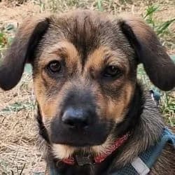 Eden Rusty, male Mixed Breed for adoption at Association Happy Together
