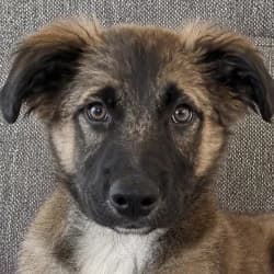 Scorpion, male puppy Mixed Breed for adoption at Association Happy Together