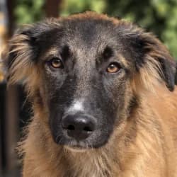 Scorpion, male puppy Mixed Breed for adoption at Association Happy Together