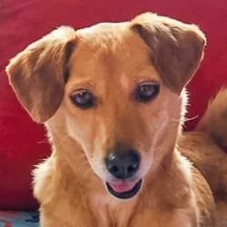 Winnie, female 3yo mixed breed for adoption at Association Happy Together