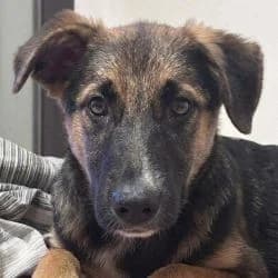 Shizuka, female mixed breed for adoption at Association Happy Together