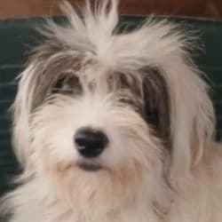 Maritza, female young mixed breed for adoption at Association Happy Together