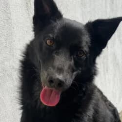 Negrutu, male young Mixed Breed for adoption at Association Happy Together