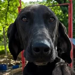 Toby, male young Mixed Breed for adoption at Association Happy Together