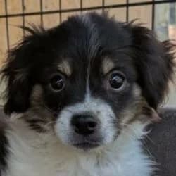 Harriet, female mixed breed for adoption at Association Happy Together