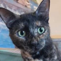 Trixie, female young Mixed Breed for adoption at Association Happy Together