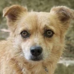 Harry Bobby, male senior Mixed Breed for adoption at Association Happy Together