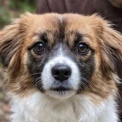 Sakura, female 5yo mixed breed for adoption at Association Happy Together