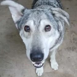 Bellona, female 5yo mixed breed for adoption at Association Happy Together