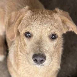 Ronan, male Mixed Breed for adoption at Association Happy Together