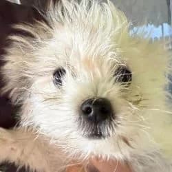 Tzutzu, female puppy Bichon Frisé for adoption at Association Happy Together