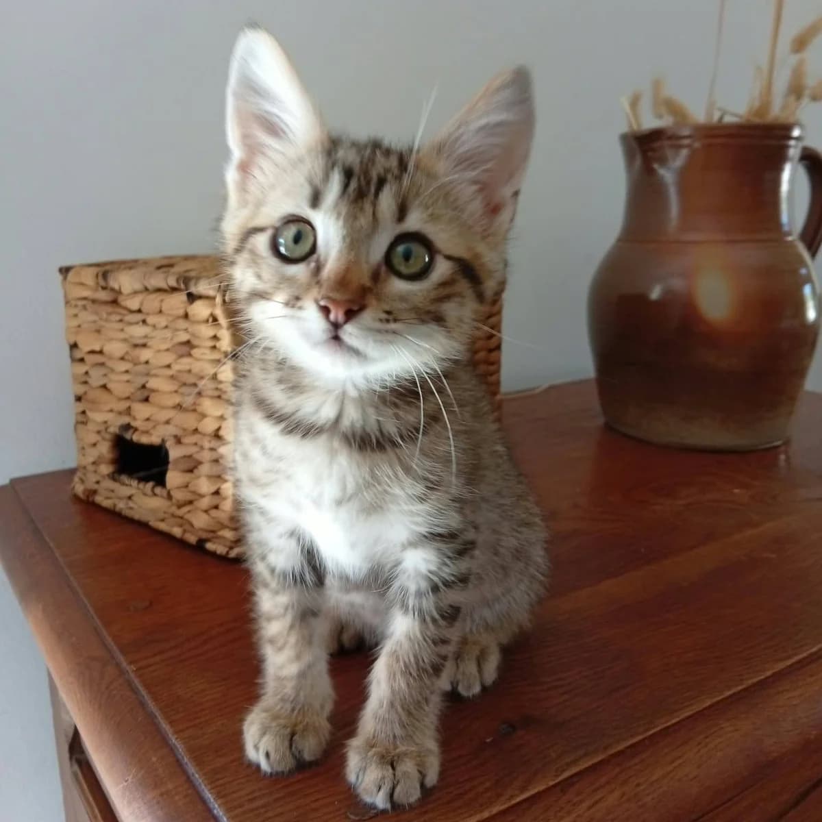 KODAI, male puppy Mixed Breed for adoption at Instinct Félin, instinct felin