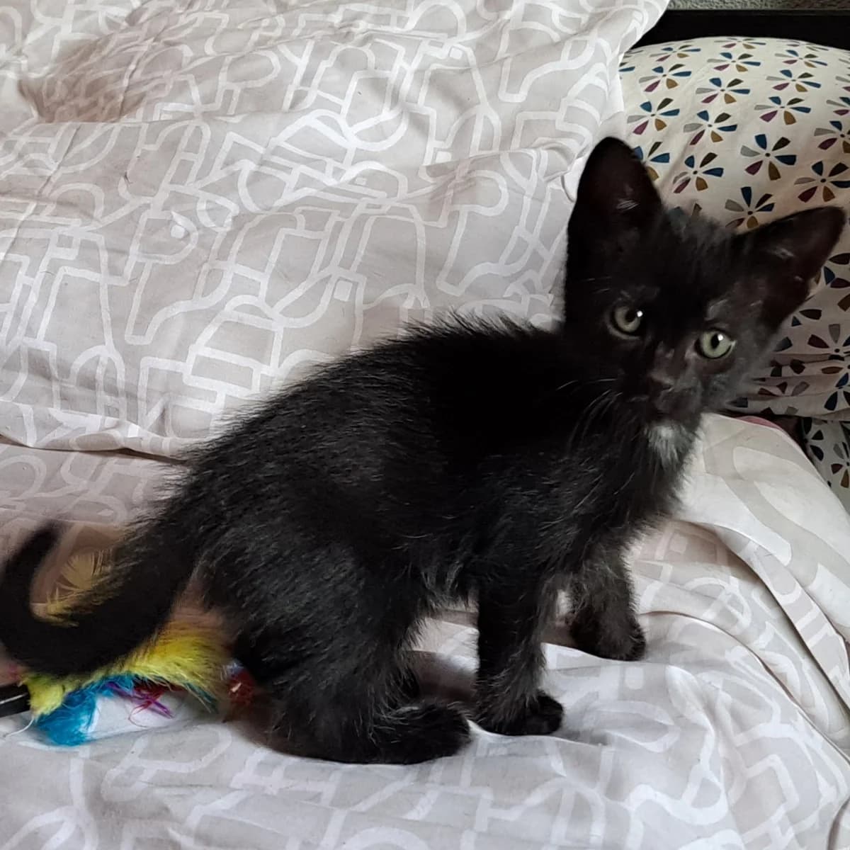 TOBAGO, male puppy Mixed Breed for adoption at Instinct Félin, instinct felin