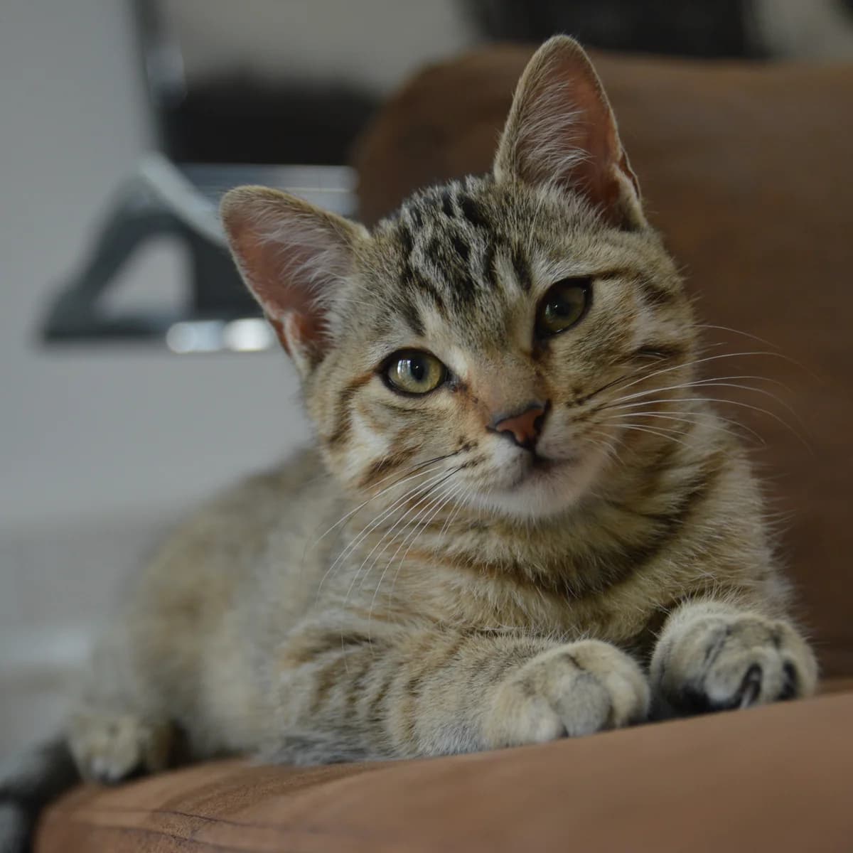 NAMI, female puppy Mixed Breed for adoption at Instinct Félin, instinct felin