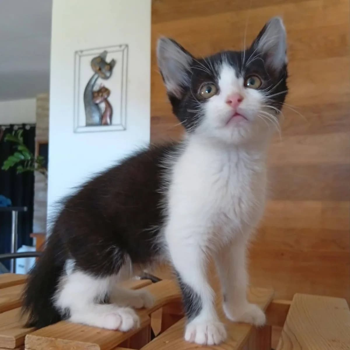 NOUNY, male puppy Mixed Breed for adoption at Instinct Félin, instinct felin