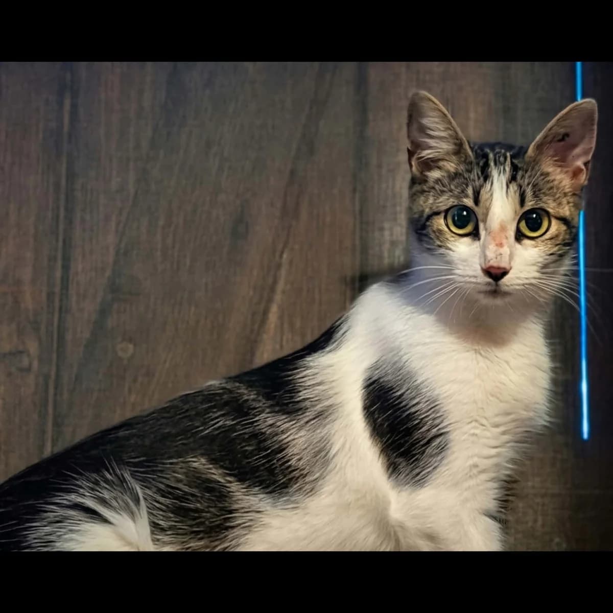 JAVA, female young Mixed Breed for adoption at Instinct Félin, instinct felin
