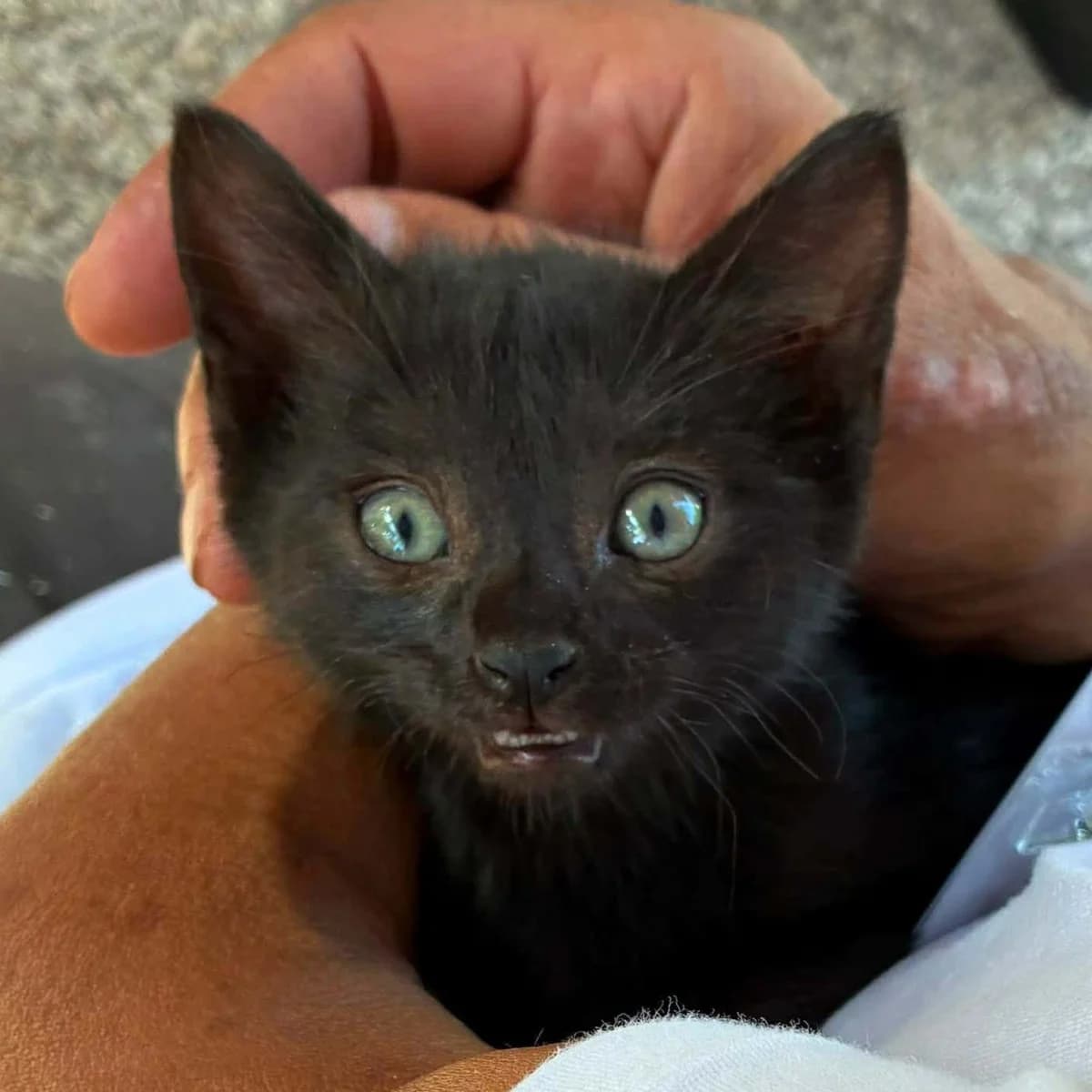 MONTELOCHAT, male puppy Mixed Breed for adoption at Instinct Félin, instinct felin