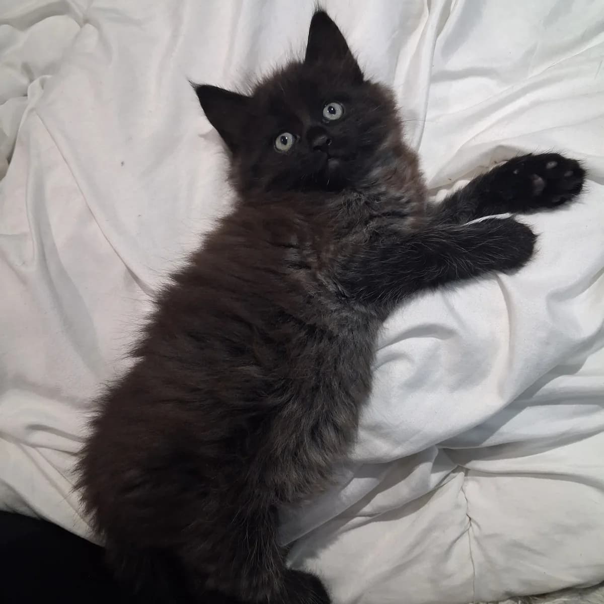 ONYX, male puppy Mixed Breed for adoption at Instinct Félin, instinct felin