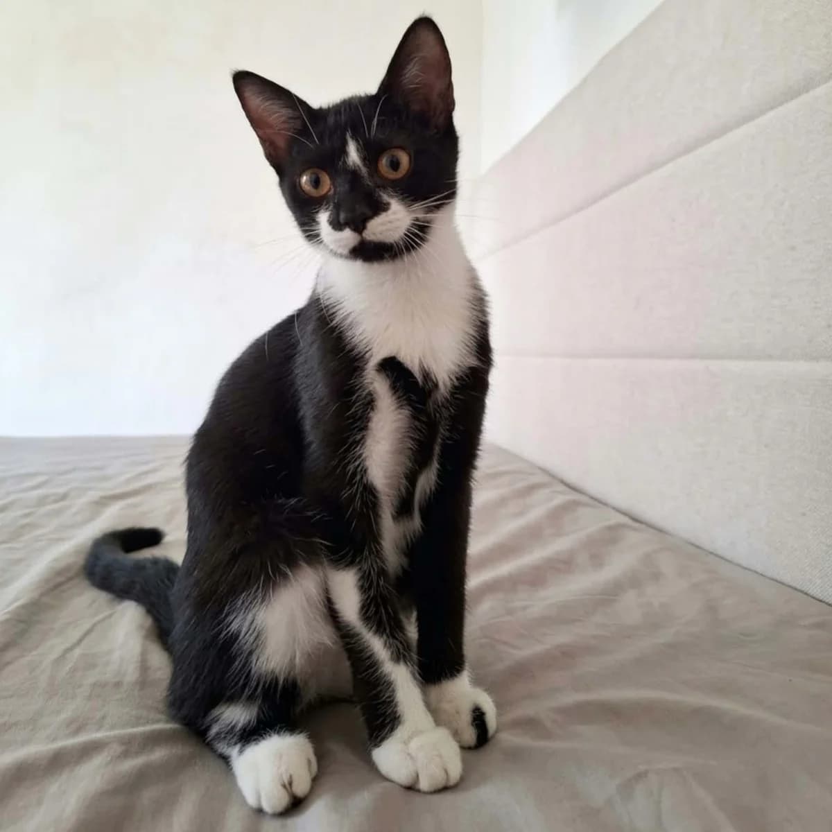 XENA, female puppy Mixed Breed for adoption at Instinct Félin, instinct felin