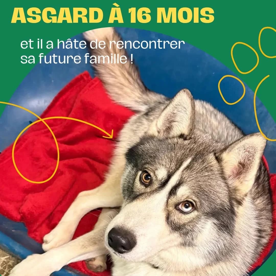 ASGARD, female puppy Mixed Breed for adoption at Juste Un Foyer