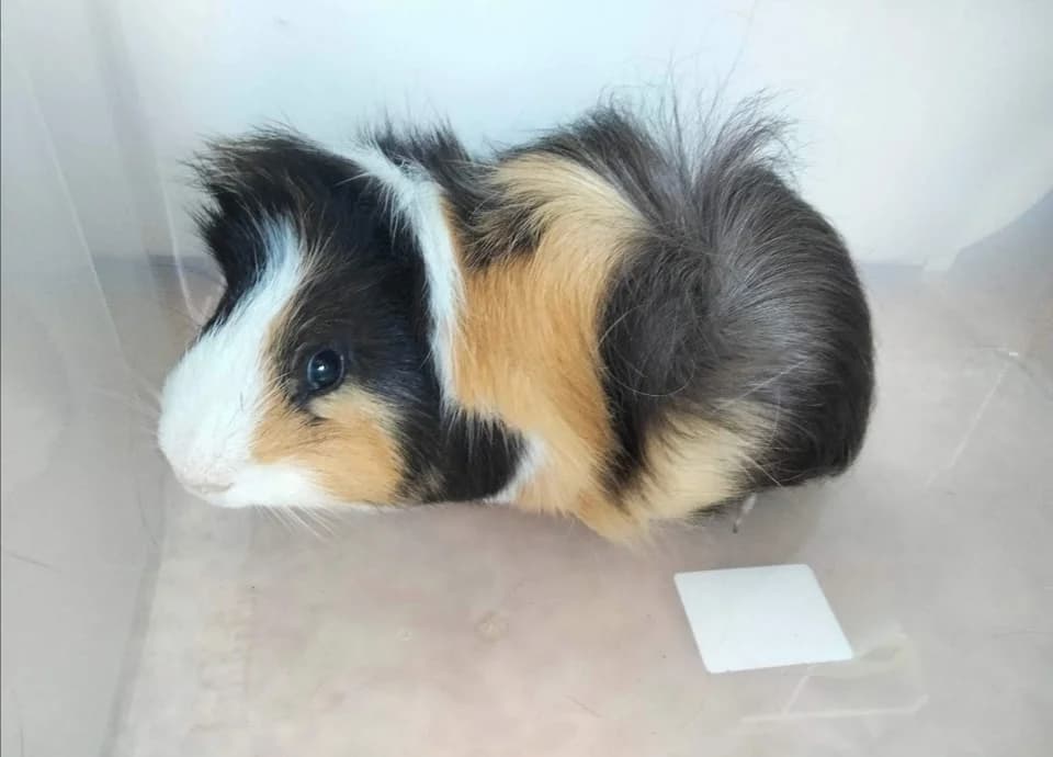 Boulette le cochon d’inde, male Mixed Breed for adoption at Juste Un Foyer