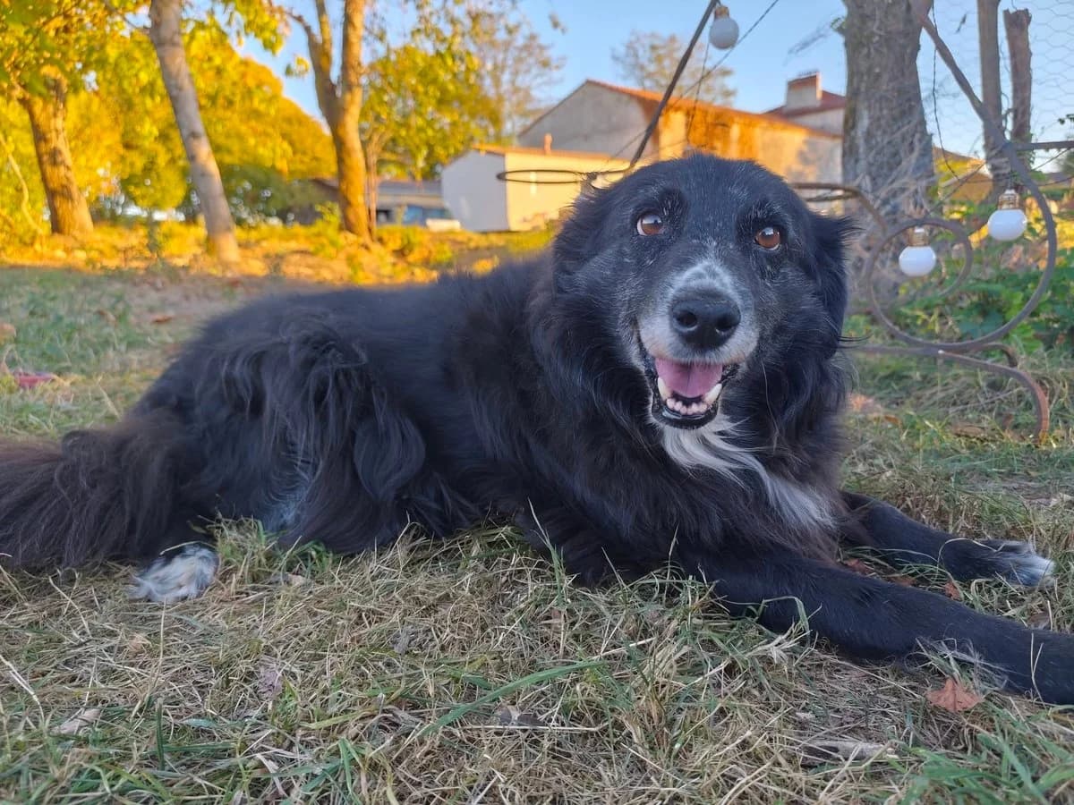 Aiwa, female Mixed Breed for adoption at Justine and Co