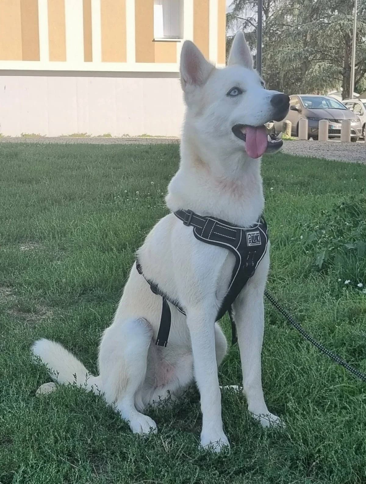 Atlas, male Mixed Breed for adoption at Justine and Co