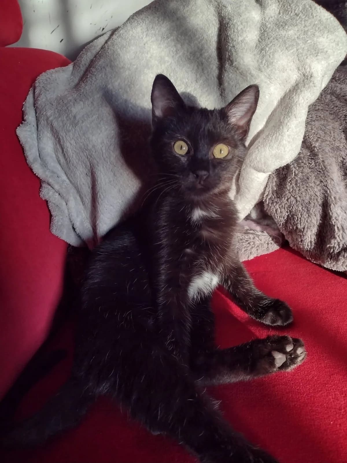 Bagheera, male puppy Mixed Breed for adoption at Justine and Co