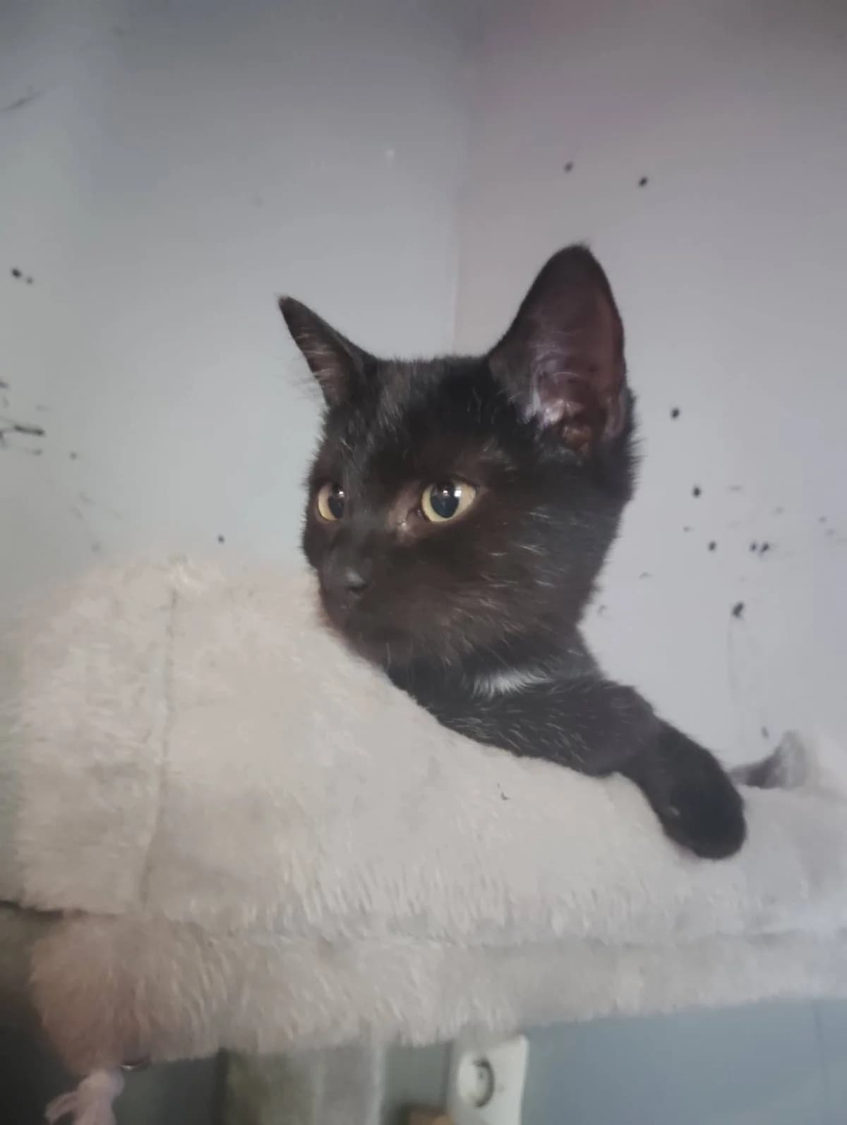 Bagheera, male puppy Mixed Breed for adoption at Justine and Co