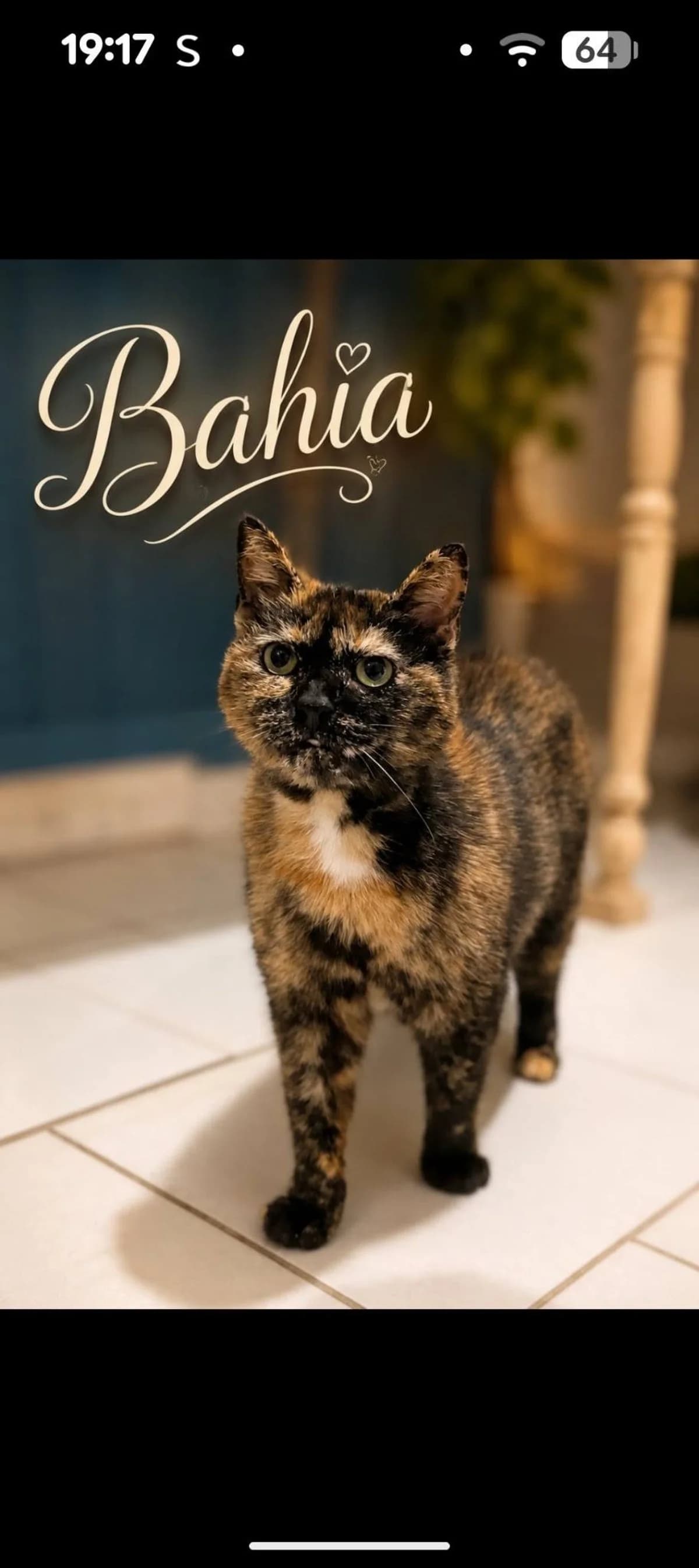 Bahia, female Mixed Breed for adoption at Justine and Co
