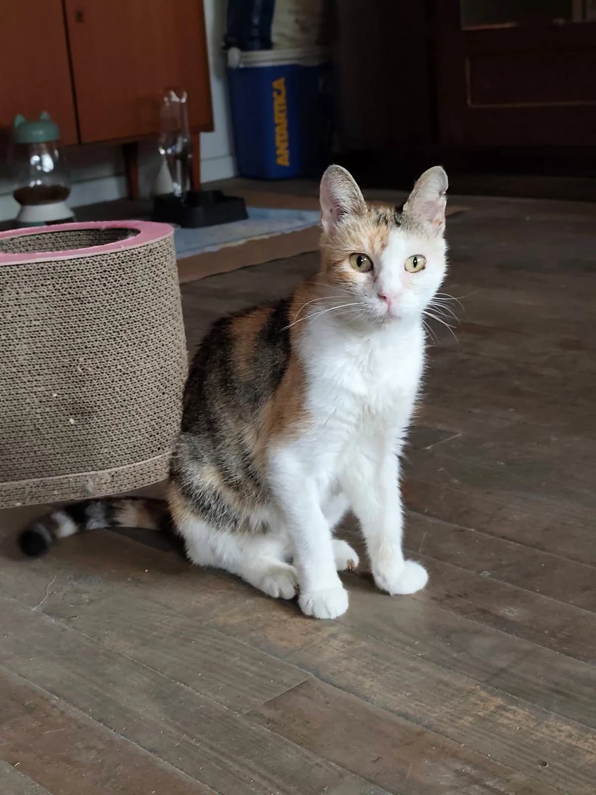 Bershka, female Mixed Breed for adoption at Justine and Co