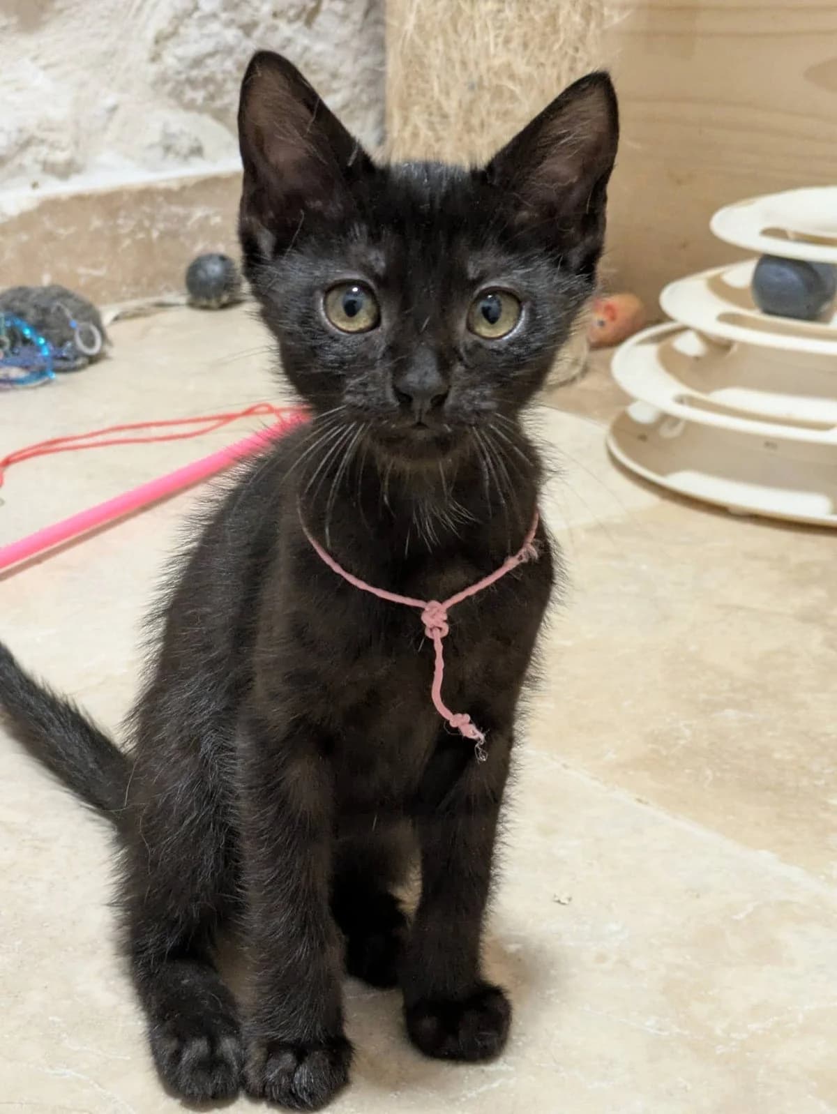 Bertille, female puppy Mixed Breed for adoption at Justine and Co