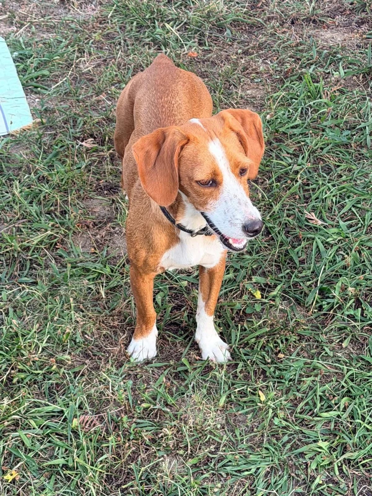 Boly, female puppy Mixed Breed for adoption at Justine and Co