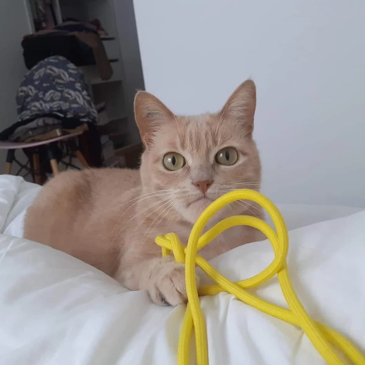 Caramel, female Mixed Breed for adoption at Justine and Co