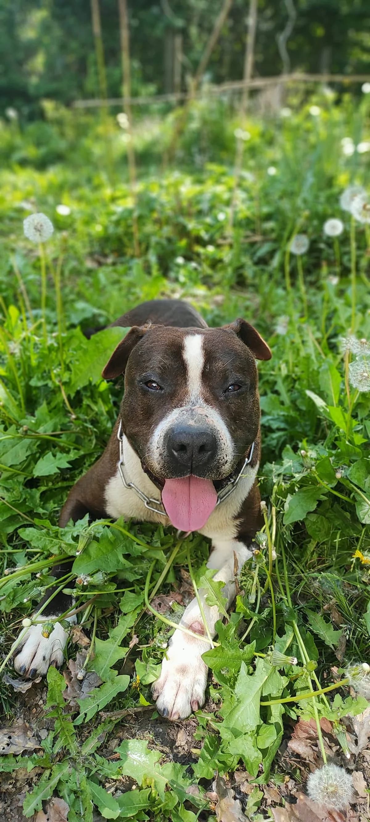 Murphy, male senior Mixed Breed for adoption at Justine and Co
