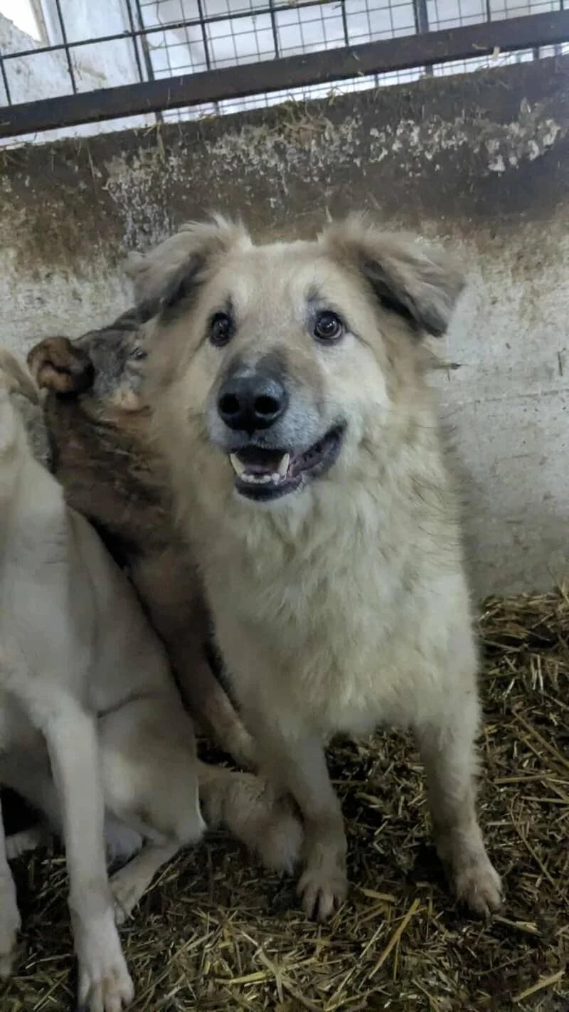 TIMON, male 4yo Mixed Breed for adoption at L, l arche de kala