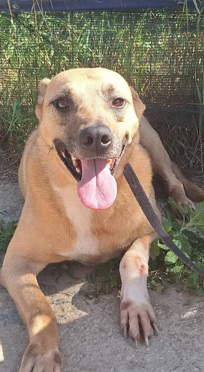 BENJI, male senior Mixed Breed for adoption at L, l arche de kala