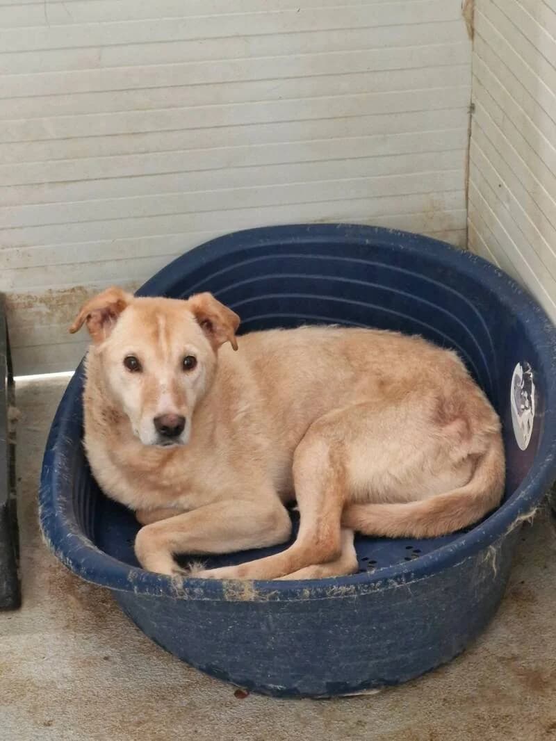 JUPITER, male senior Mixed Breed for adoption at L, l arche de kala