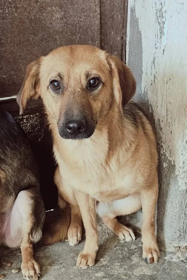 INDIANA, female 3yo Mixed Breed for adoption at L, l arche de kala