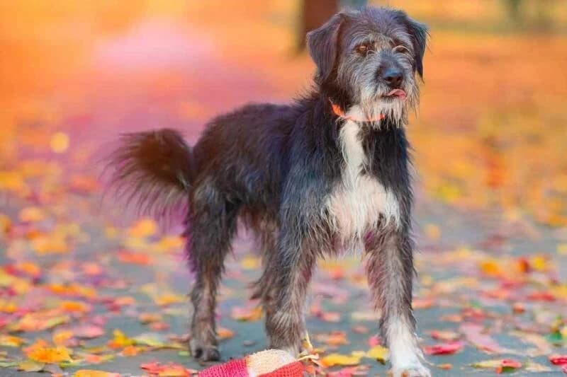 SCOTTY, male 4yo Mixed Breed for adoption at L, l arche de kala