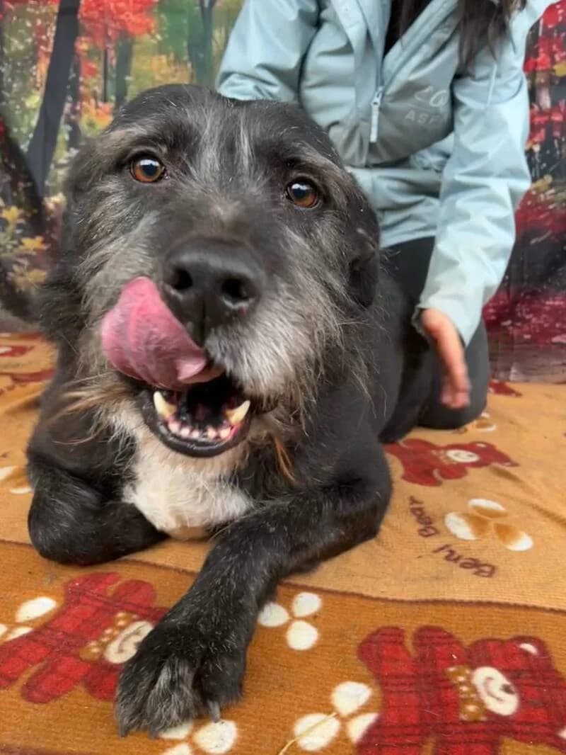 MERLIN, male 7yo Mixed Breed for adoption at L, l arche de kala