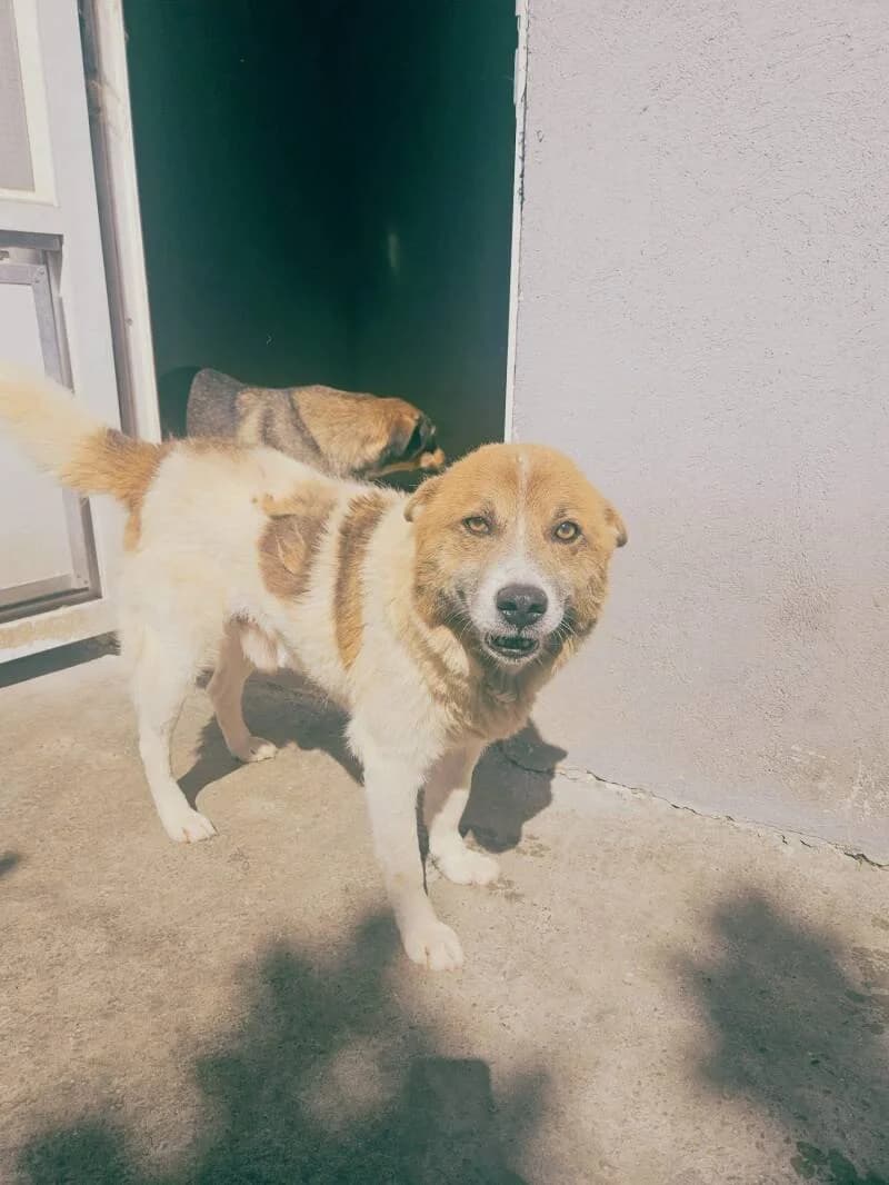 CUMIN, male 7yo Mixed Breed for adoption at L, l arche de kala