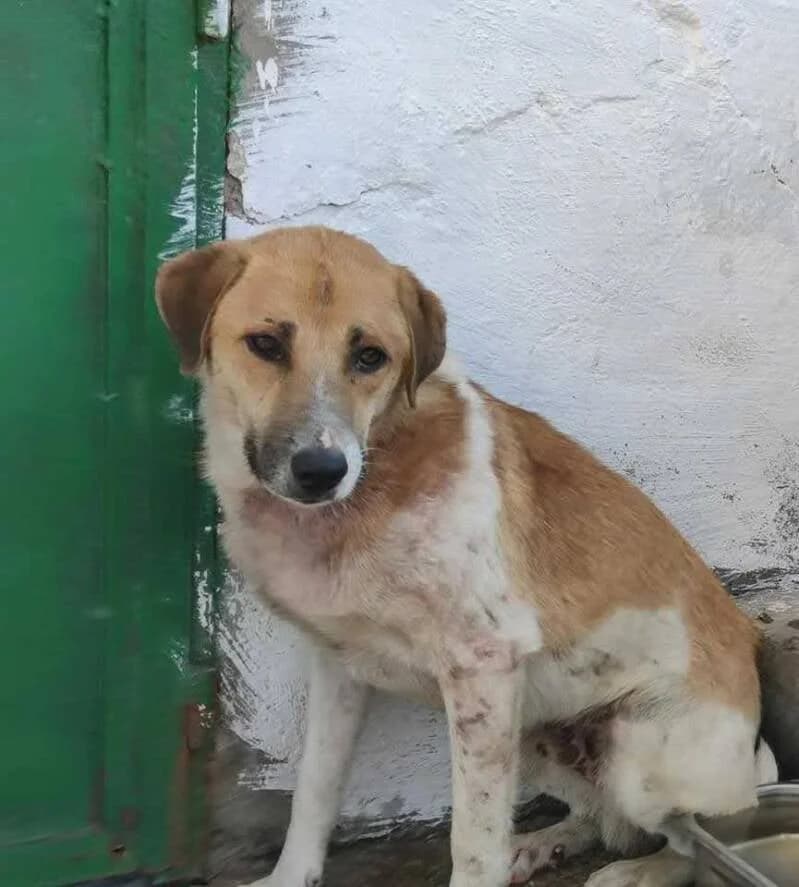 VAILLANT, male senior Mixed Breed for adoption at L, l arche de kala