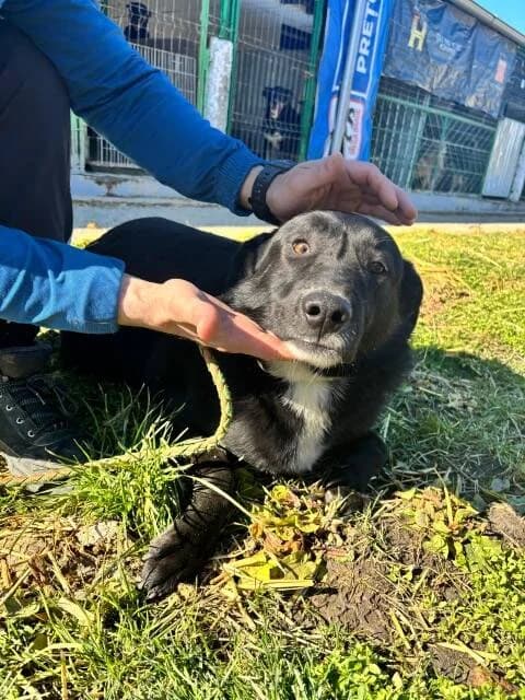 RIRI, male 3yo Mixed Breed for adoption at L, l arche de kala