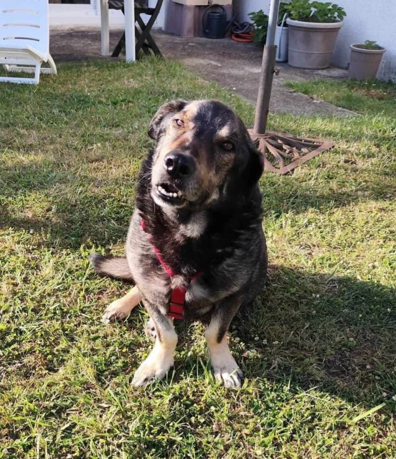 ZACK, male senior Mixed Breed for adoption at L, l arche de kala